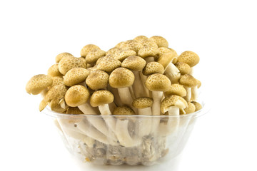 Mushroom on a white background