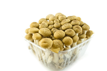 Mushrooms on a white background