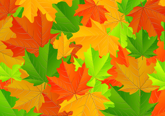 Naklejka na ściany i meble maple leaves texture