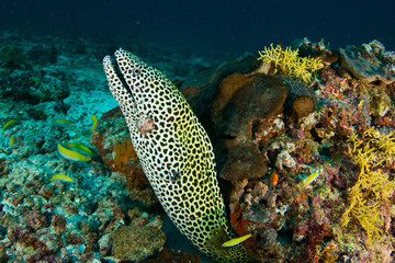 Spotted moray in the Maldives
