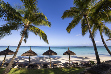 Parasols and Coconut trees in Mauritius island