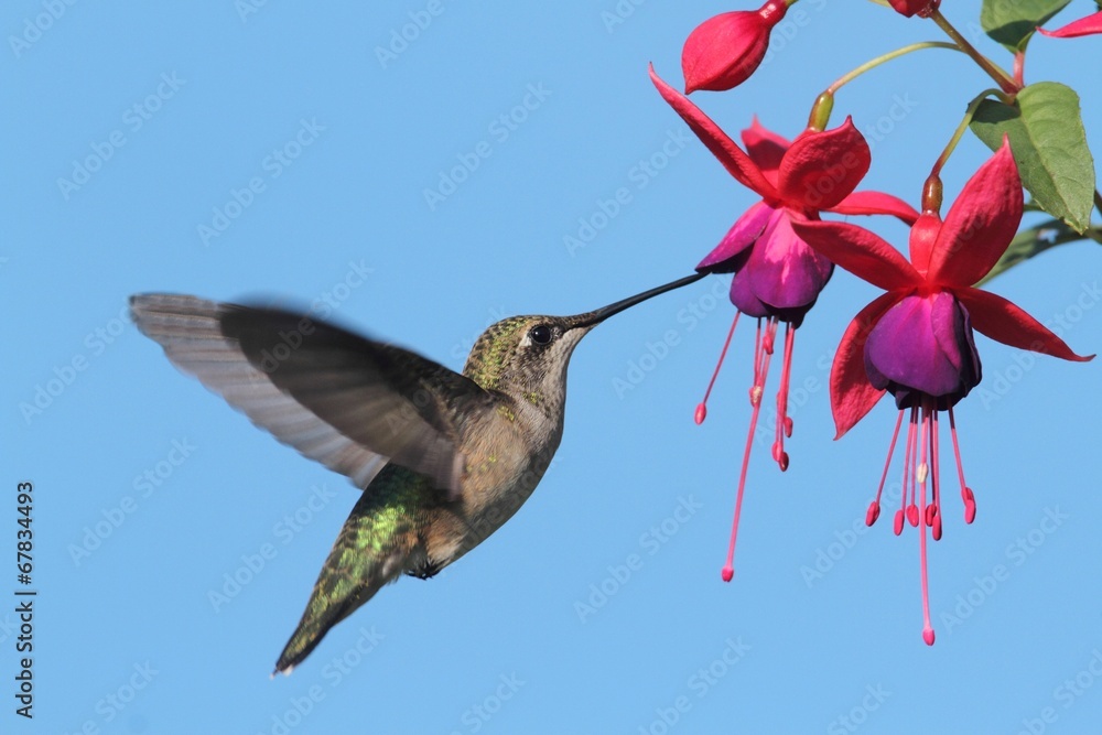 Aufkleber Ruby-throated Hummingbird