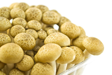 Mushrooms on a white background