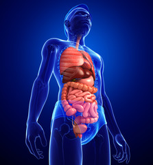 Digestive system of male body