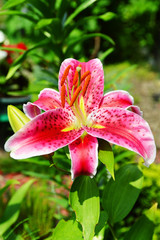 Blooming Lilium in the garden