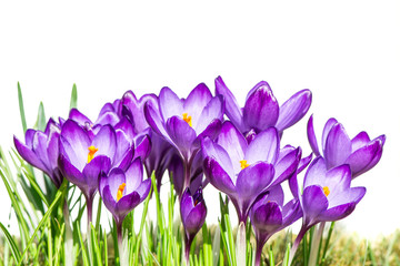 Purple Crocus Flowers