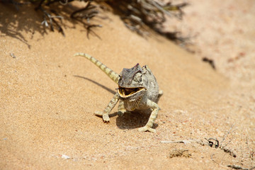 eating_chameleon