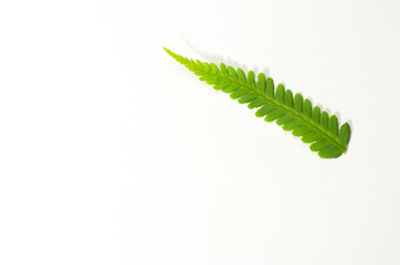 fern frond leaf on white background top view