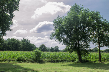 cornfield landscape