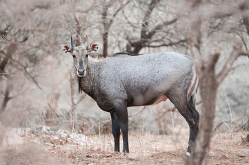 nilgai antelope in the forest looking at camera