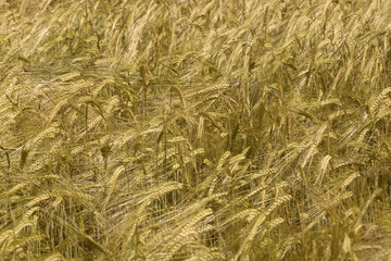 Grain field