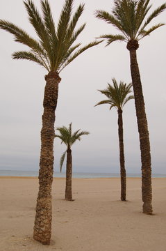 Palmeras
