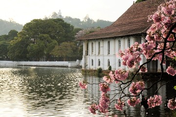 blooming cherry tree and Buddha, Kandy, Sri Lanka