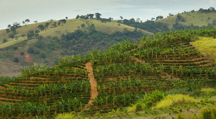 Banana and Coffee Plantation
