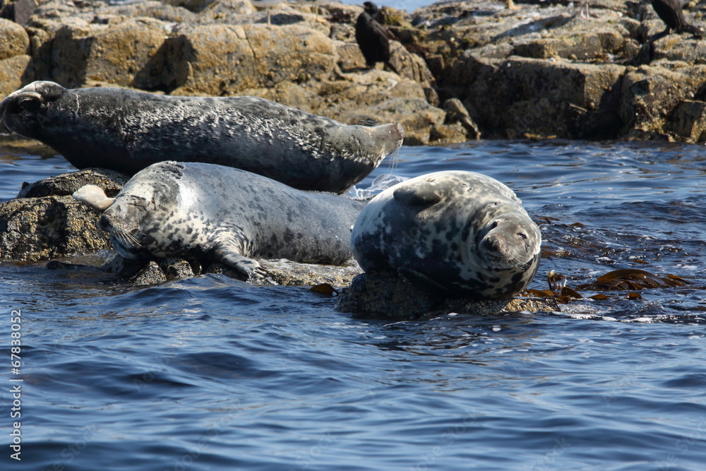 Wall mural foca isole farne scozia