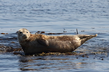 foca isole farne scozia
