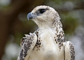 African Eagle