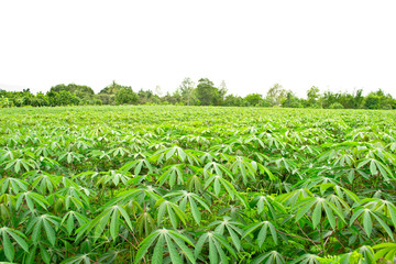 Row of cassava farm in thailand
