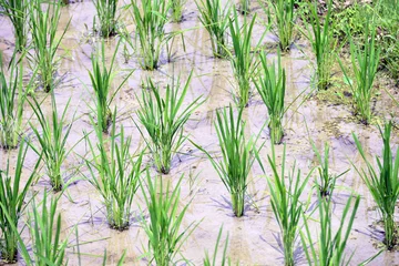 Zelfklevend Fotobehang Longsheng Rice Terrace,Guilin, Guangxi, China. © bruceau