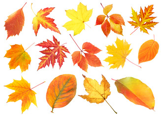Collage of different leaves isolated on white
