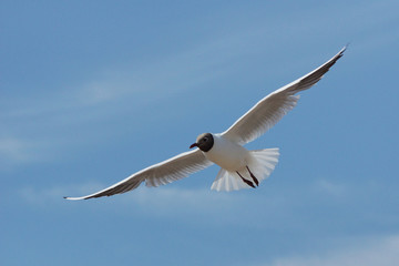 Fototapeta premium Black-headed Gull, Chroicocephalus ridibundus