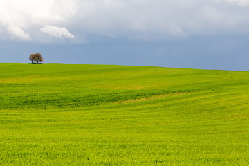 Fototapeta premium Alone tree on green wheat field on blue sky background