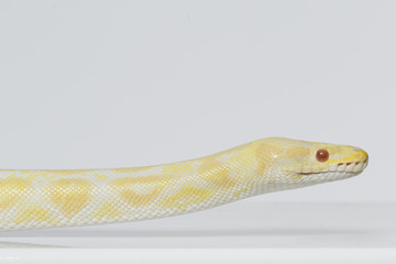 Albino Königspython Kopf Portrait