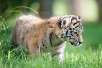 Tigerbaby (Panthera tigris)