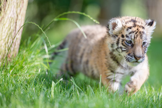 Tigerbaby (Panthera tigris)