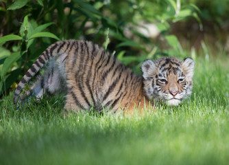 Tigerbaby (Panthera tigris)