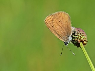 Ameisenbläuling (Phengaris nausithous) bei der Eiablage