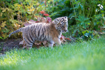 Tigerbaby (Panthera tigris)