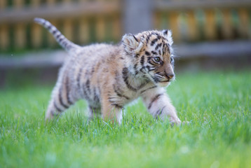 Tigerbaby (Panthera tigris)