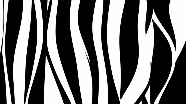 Black and white curvy zebra stripes