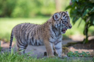 Fototapeta na wymiar Tigerbaby (Panthera tigris)
