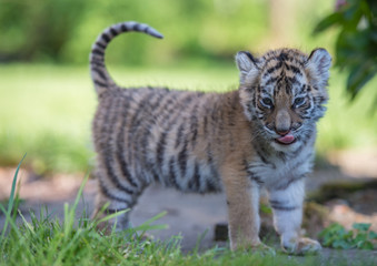 Fototapeta premium Tigerbaby (Panthera tigris)