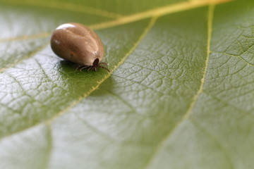 Tick
