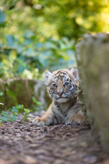 Tigerbaby (Panthera tigris)