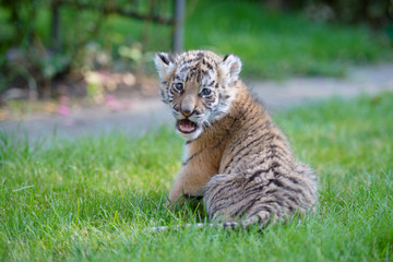 Tigerbaby (Panthera tigris)