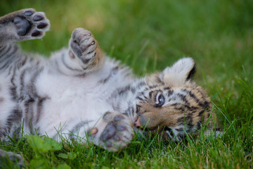 Tigerbaby (Panthera tigris)