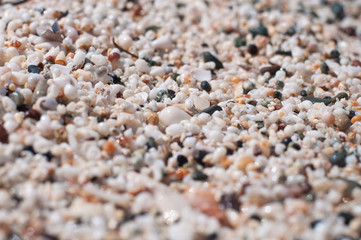 Beach-Small-Shells-Sand in Macro