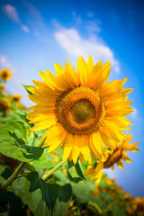Sunflowers Field. Bright Blue Sky