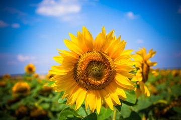 Fototapeta premium Sunflowers Field. Bright Blue Sky