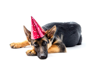 Party dog