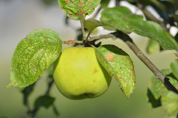 apple tree and apple fruit