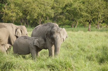 Calf and mother elephants