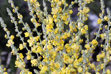 Flor de gordolobo, verbascum pulverulentum, Sauceda, Hurdes