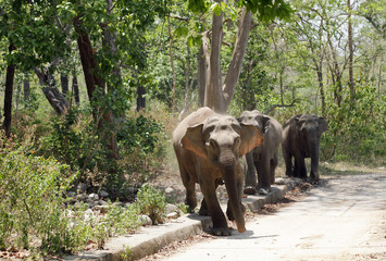 Elephant Charging