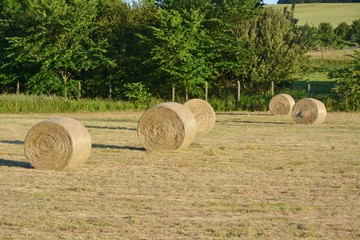 Hay bales on the farm