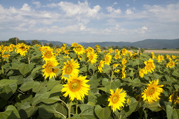 Grunge photo of blooming sunflower field